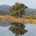 Egret in flight over Oak relection CLOSE